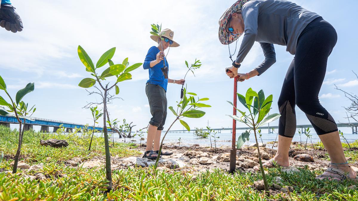 Mangrove Tree Planting